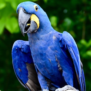 Smiling Parrot