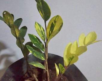 Yellow Variegated ZZ Plant Zamioculcas Zamiifolia