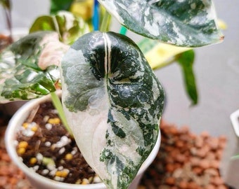 5 Alocasia Cuprea Variegata bulbs