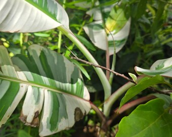 Pianta di banana Hawai variegata Musa Banana Florida