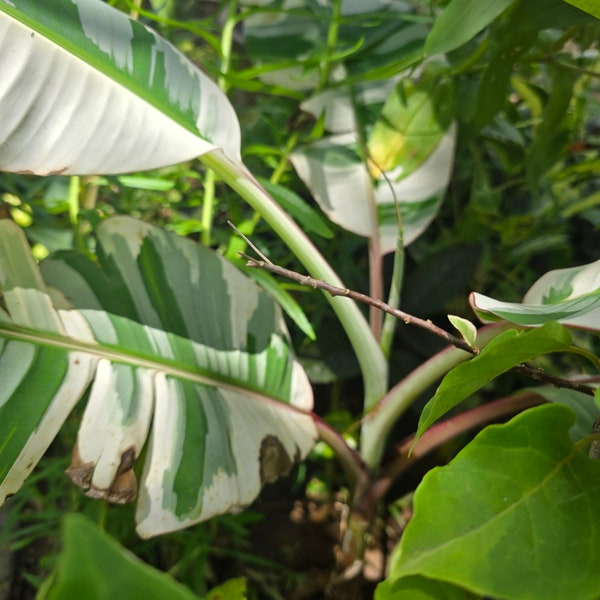 Pianta di banana Hawai variegata Musa Banana Florida