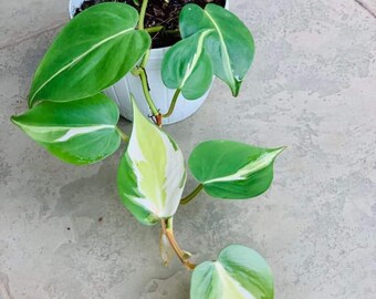 Philodendron Brasil Tricolor Rare Plant