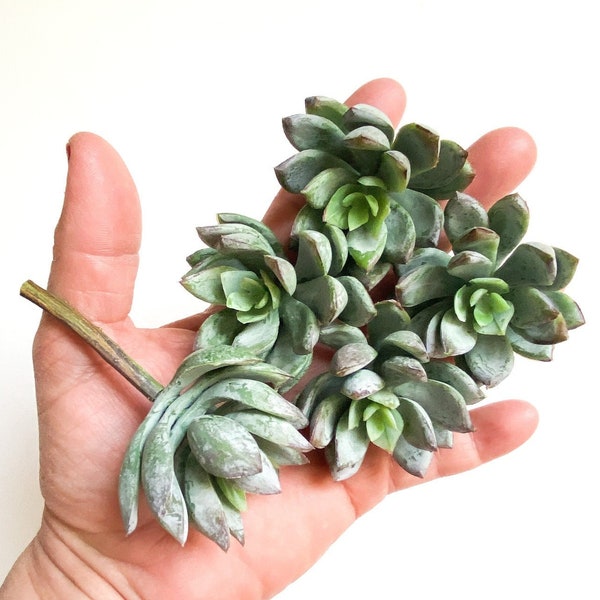 5 Real Touch Succulents in Green - Artificial Succulents, Faux Succulents, Fake Succulents, Chicks and Hens, Echeveria - ITEM 0924