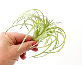 One Light Green Artificial Air Plant Tillandsia Succulent - Succulent, Succulents, Air Plant, Airplant, Fake Succulent - ITEM 01432