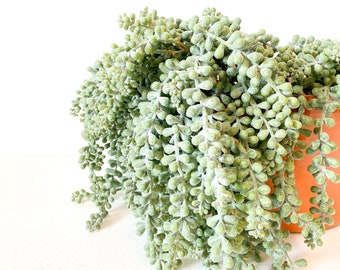 Fake Succulents - Donkey Tail, Hanging Sedum Stonecrop Succulent Pick in Frosted Green - Succulent, Artificial Flowers - ITEM 01381