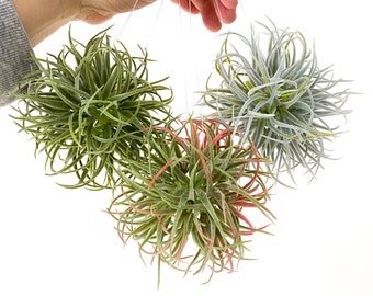 Air Grass Plant Succulent Orb - Succulent Orb - CHOOSE C0L0R -  Air Plant Orb - Wedding Design