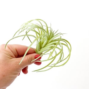 One Light Green Artificial Air Plant Tillandsia Succulent Succulent, Succulents, Air Plant, Airplant, Fake Succulent ITEM 01432 image 1