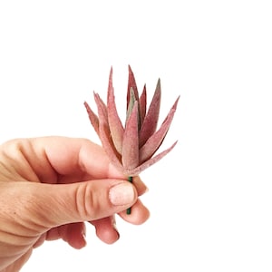 Mini Artificial Frosted Succulent in Red - Fake Plant, Air plant, Fake Succulent, Faux Succulent - ITEM 0774