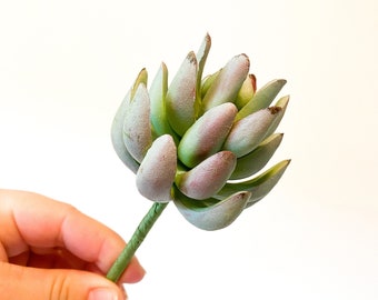 Beautiful Artificial Senecio Echeveria Succulent in Green/Gray Pink - Fake Succulent, Faux Succulent, Artificial Flowers - ITEM 0122