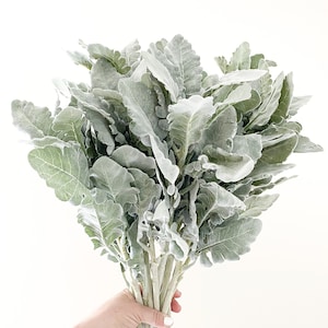 One 18" Flocked Dusty Miller, Silver Oak Leaves ON STEM - Artificial Dusty Miller, Faux Silver Oak Leaf, Flower Crown Filler - iTEM 01443