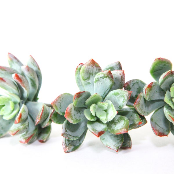 5 Real Touch Succulents in Green with Red- Artificial Succulents, Faux Succulents, Fake Succulents, Chicks and Hens, Echeveria - ITEM 01583