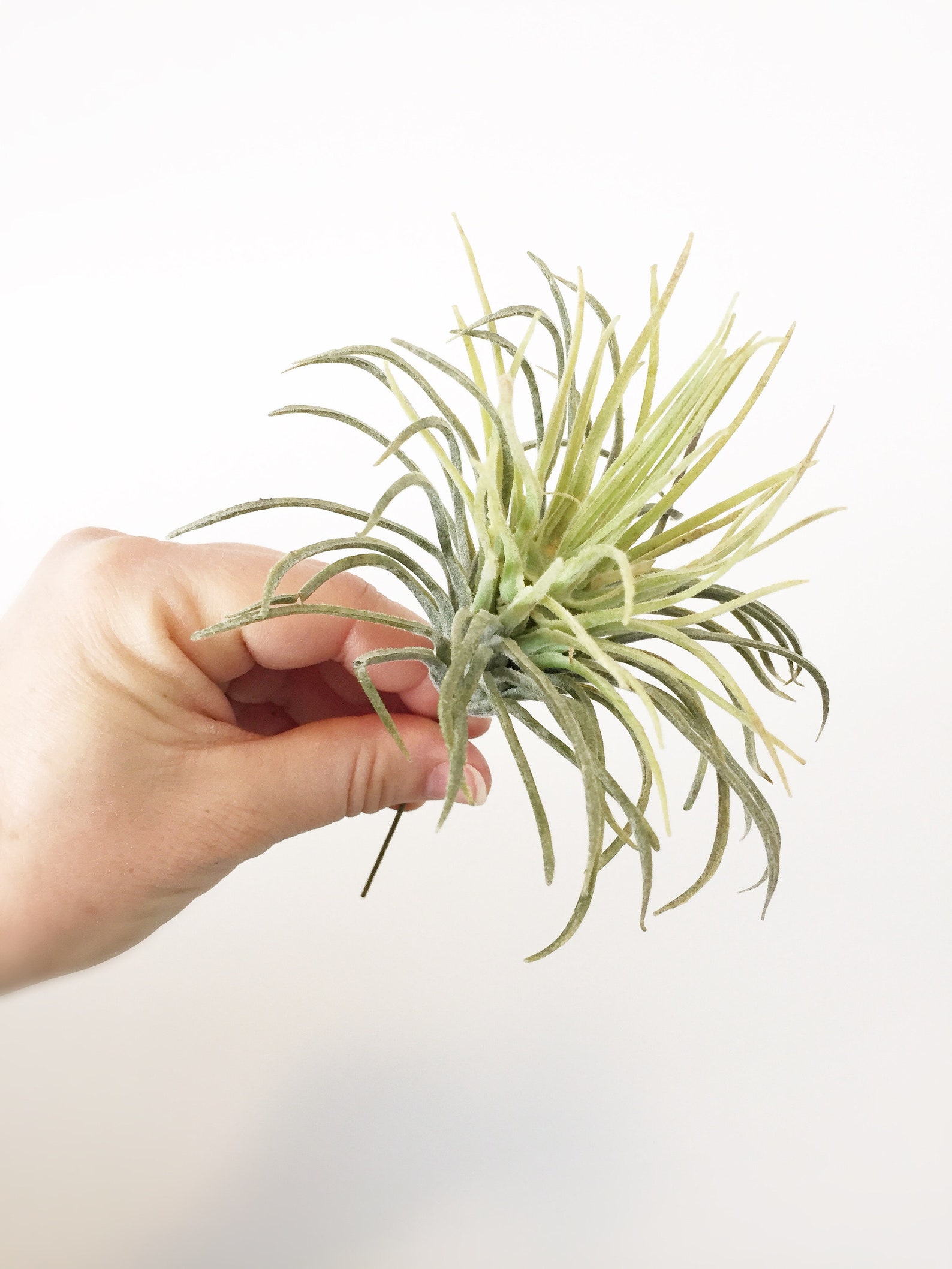 One Two Tone Green Artificial Air Plant Easter Grass Succulent Etsy