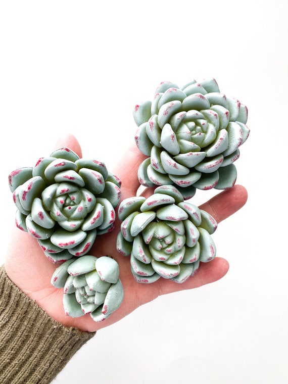 Faux succulents 2024