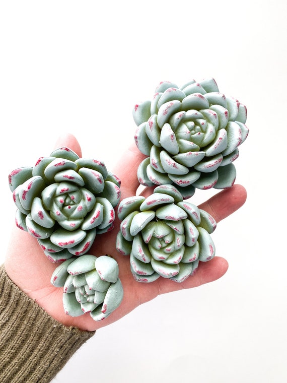 Set of 3 Faux Succulent Plants, Echeveria Long Stem Fake Air Plants  Artificial Succulents for Terarrium Home Decor 12 