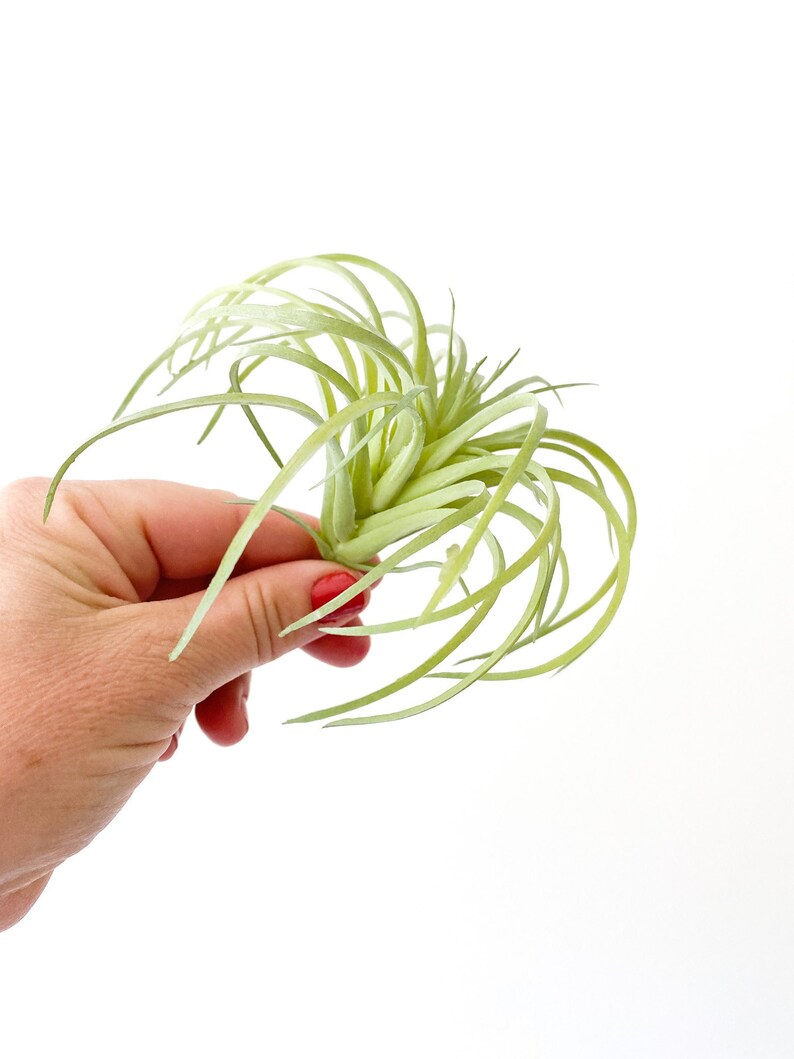 One Light Green Artificial Air Plant Tillandsia Succulent Succulent, Succulents, Air Plant, Airplant, Fake Succulent ITEM 01432 image 1