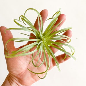 One Light Green Artificial Air Plant Tillandsia Succulent Succulent, Succulents, Air Plant, Airplant, Fake Succulent ITEM 01432 image 4