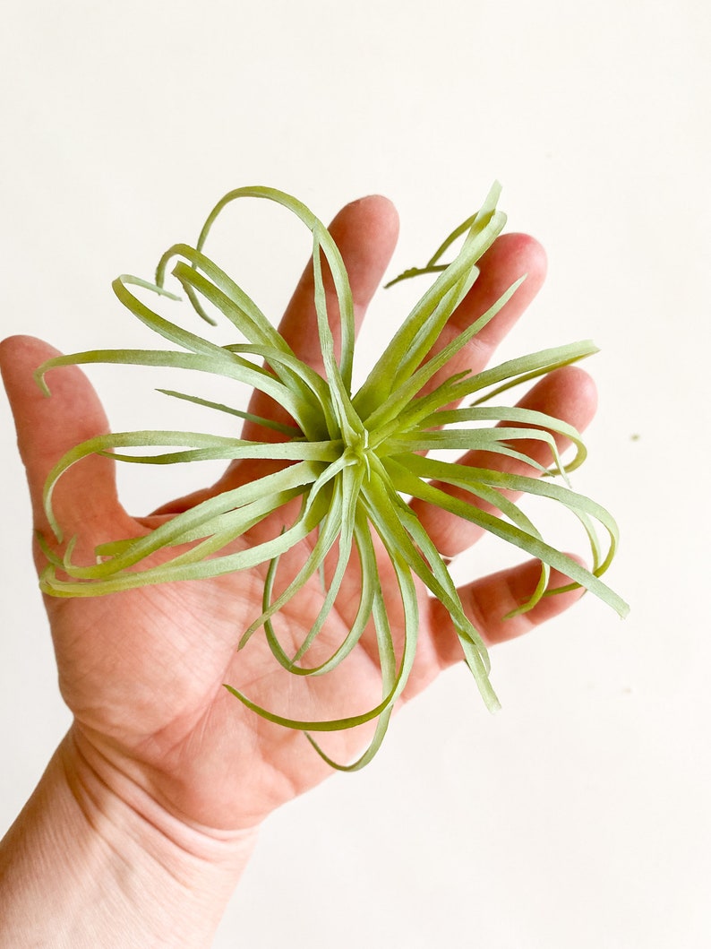 One Light Green Artificial Air Plant Tillandsia Succulent Succulent, Succulents, Air Plant, Airplant, Fake Succulent ITEM 01432 image 4