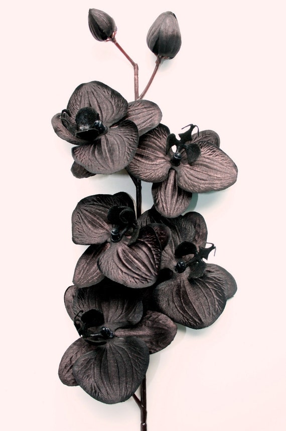 16 pulgadas de orquídea negra Floral Stem Spray con 5 - Etsy España