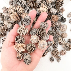 50 Small Slightly White Washed Pinecones - Holiday, Pine Tree Cones - ITEM 01168