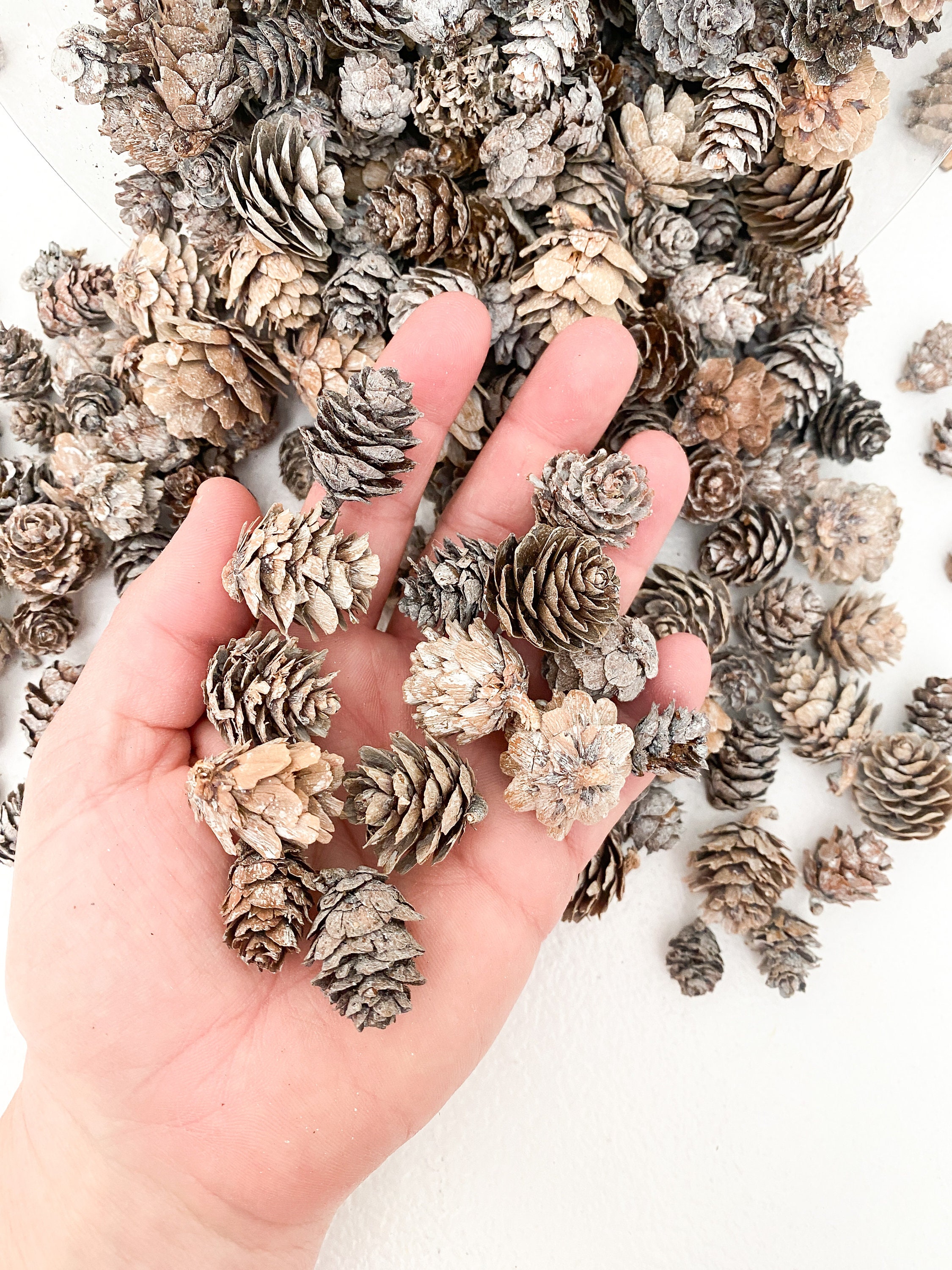 50 Small Slightly White Washed Pinecones Holiday, Pine Tree Cones ITEM  01168 