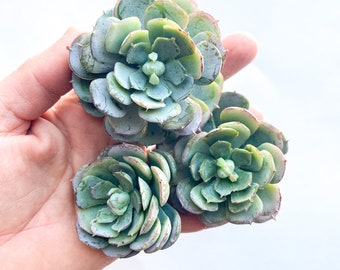 3 Real Touch Artificial Succulents in Gray Green -Faux Succulents, Succulents, Chicks and Hens, Echeveria -Artificial Succulent