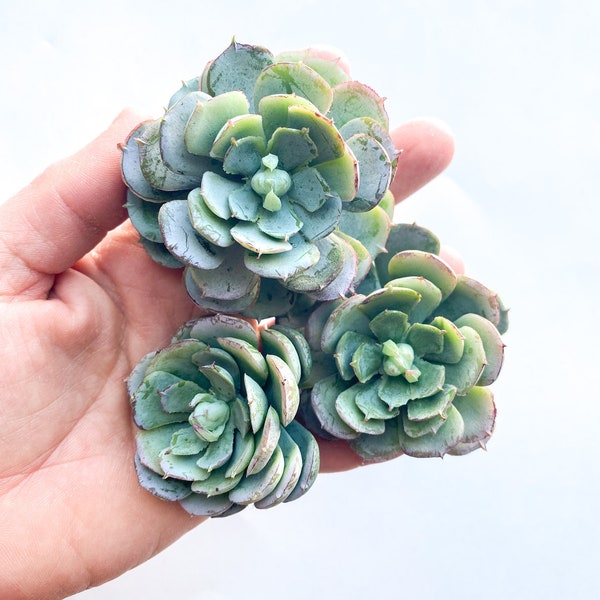 3 Real Touch Artificial Succulents in Gray Green -Faux Succulents, Succulents, Chicks and Hens, Echeveria -Artificial Succulent