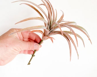 One Larger Frosted Red Artificial Air Plant Tillandsia Succulent - Succulent, Succulents, Air Plant, Fake Succulent - ITEM 01530