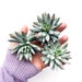 see more listings in the Succulents section