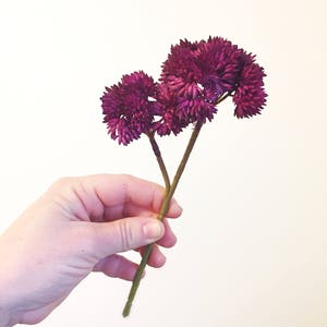 Fake Succulents - ONE Artificial Sedum Succulent Pick in Dark Magenta Purple - Succulent, Succulents - ITEM 01580