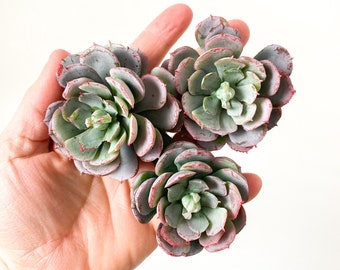 3 Real Touch Artificial Succulents in Green and Mauve - Faux Succulents, Fake Succulents, Chicks and Hens, Echeveria - Artificial Succulents