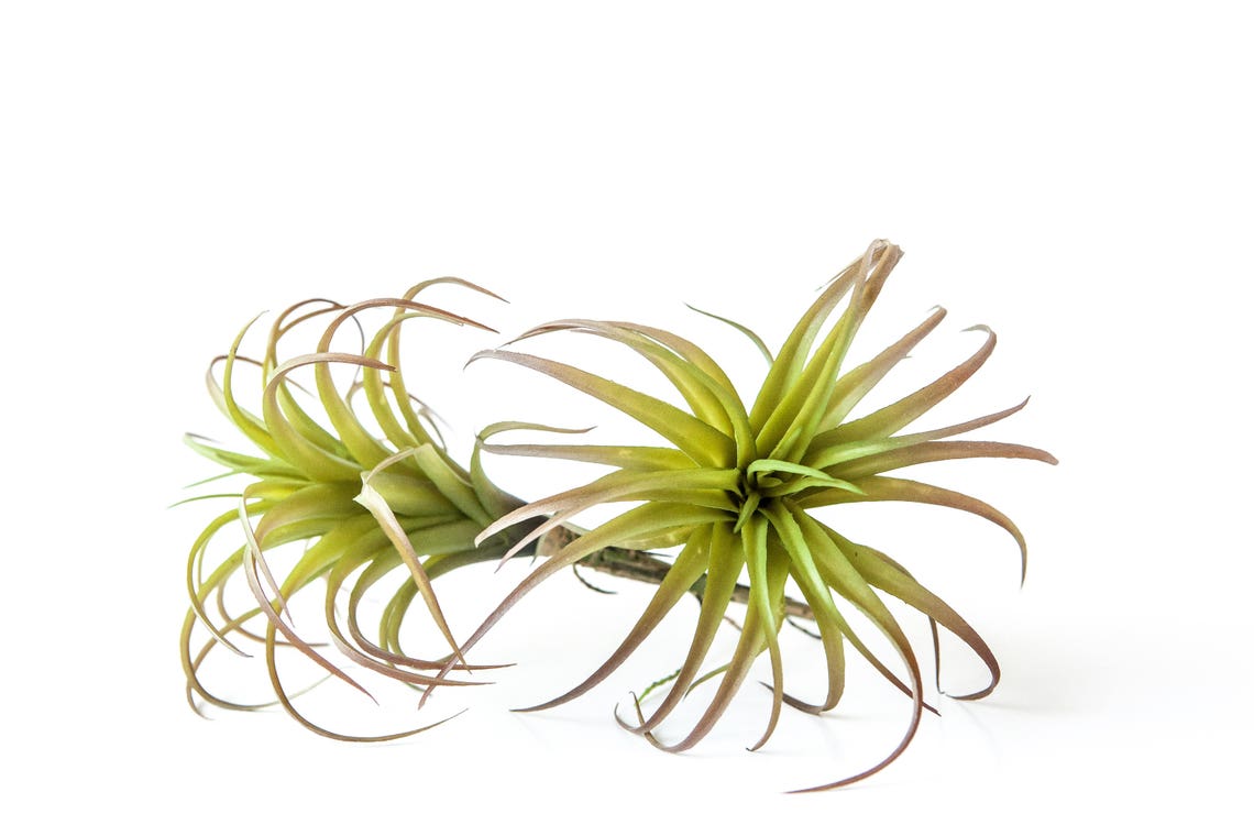 One Larger Green and Red Artificial Air Plant Tillandsia Etsy