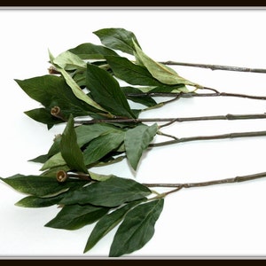 ONE Peony Floral Stem with Foliage/Leaves - 16.5 inches - Artificial Stems, diy Bouquet, diy Arrangement - ITEM 01177