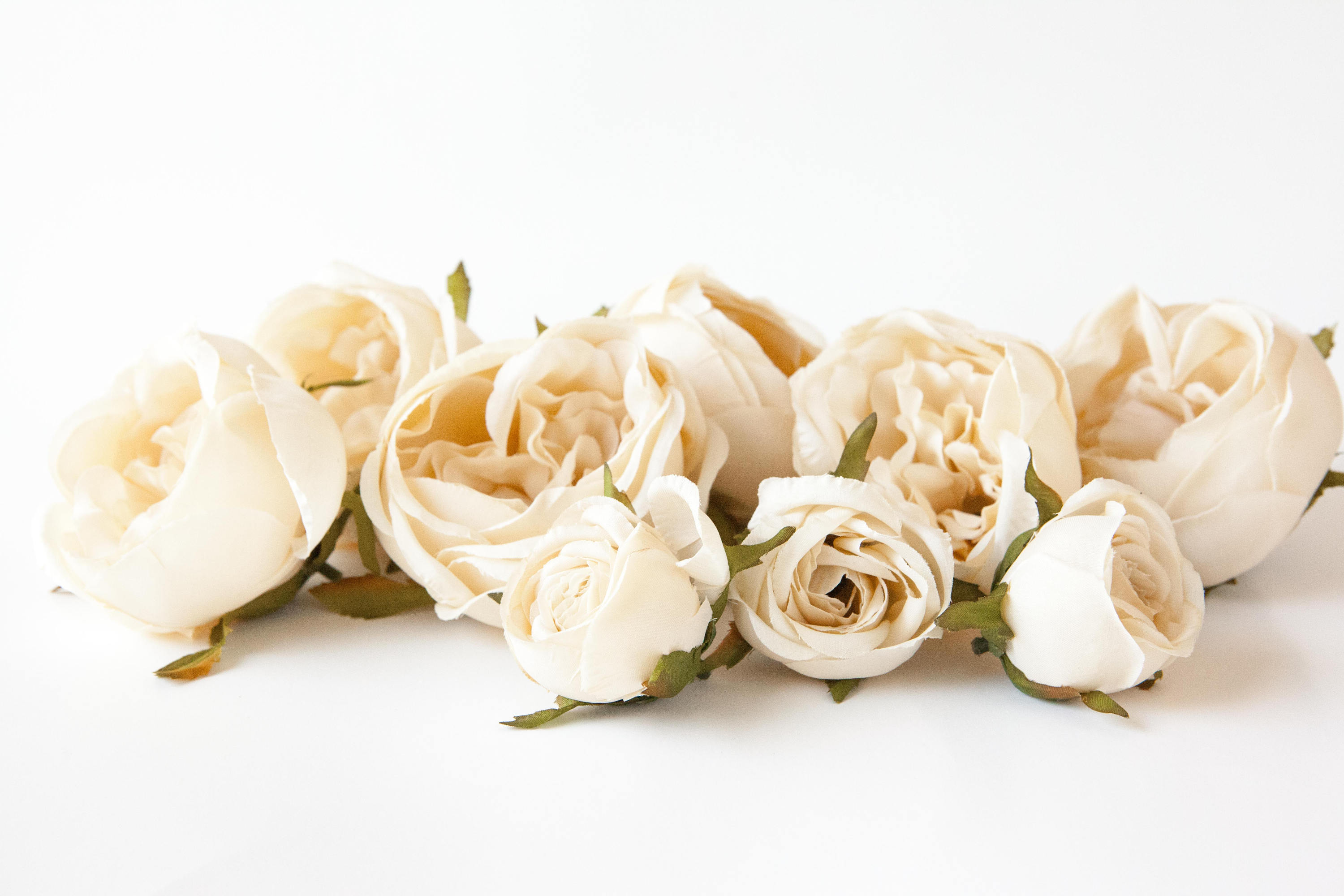 Set of 9 Small to Large Cabbage Roses in Cream Flower Crown - Etsy