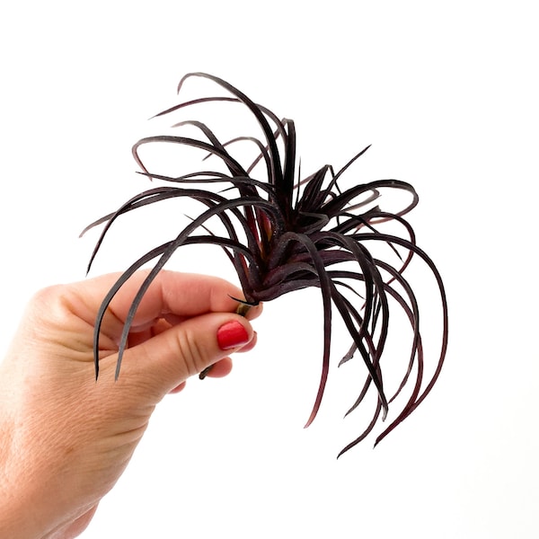 One Very Dark Purple/Plum Artificial Air Plant Tillandsia Succulent - Succulent, Succulents, Air Plant, Fake Succulent - ITEM 01606