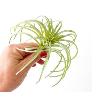 One Light Green Artificial Air Plant Tillandsia Succulent Succulent, Succulents, Air Plant, Airplant, Fake Succulent ITEM 01432 image 3