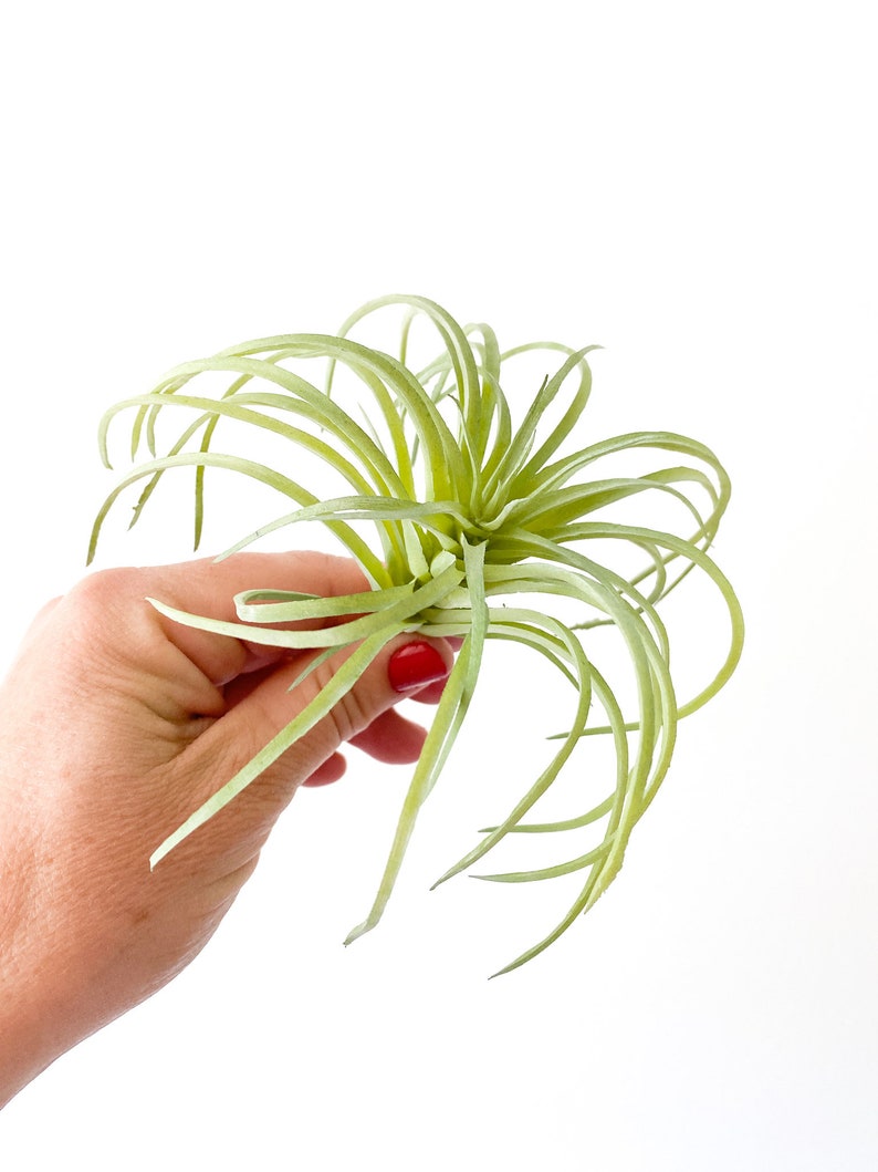 One Light Green Artificial Air Plant Tillandsia Succulent Succulent, Succulents, Air Plant, Airplant, Fake Succulent ITEM 01432 image 3