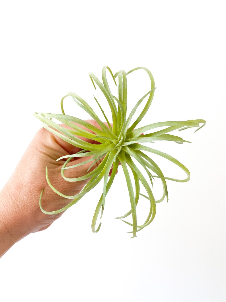 One Light Green Artificial Air Plant Tillandsia Succulent Succulent, Succulents, Air Plant, Airplant, Fake Succulent ITEM 01432 image 2