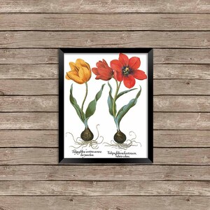 Vintage Botanical Tulip Printable Digital Prints Instant Download 8 x 10 inches JPEG & PDF Commercial Use 5-020