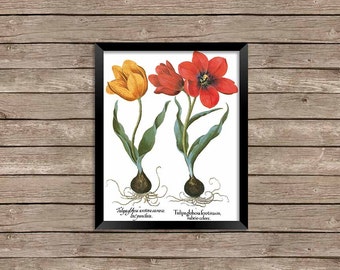 Vintage Botanical Tulip Printable Digital Prints Instant Download 8 x 10 inches JPEG & PDF Commercial Use 5-020