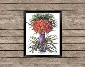 Vintage botanische Blume Wand Kunst druckbare Digitaldrucke Sofortiger Download kommerzielle Nutzung - 20 x 10 Zoll JPEG & PDF 5-022