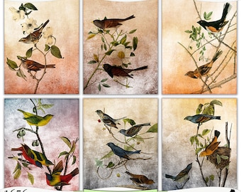 Vintage Audubon Bird Illustrations Digital Prints Instant Download Set of 6 - 8.5 x 11 inch Printable Papers JPEG & PDF Commercial Use 1656