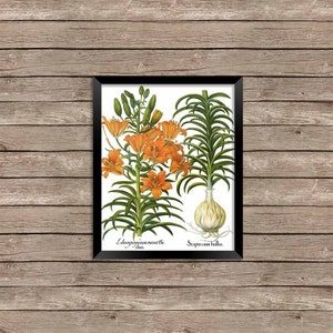 Instant Download Vintage Botanical Flower Wall Art Printable Digital Prints - 8 x 10 inches JPEG & PDF Commercial Use 5-024