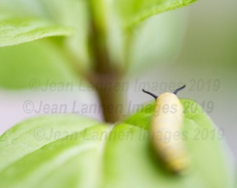 Monarch Caterpillar 11x14 Fine Art Print #7 on jade green milkweed leaf. I raised it from an egg to a magical butterfly. Save the Monarchs