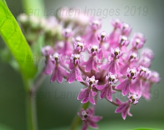 Swamp Milkweed 11x14 Fine Art Photograph with Pink Flowers. Selective Focus and Ethereal Lighting. Dreamy and Magical. Monarchs only Food