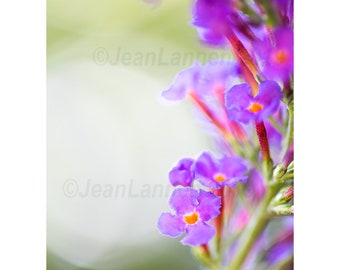 Butterfly Bush 11x14 Fine Art V Photograph Macro Close Up of Violet Purple Flowers in Poetic Selective Focus Ethereal Magical Glowing Light