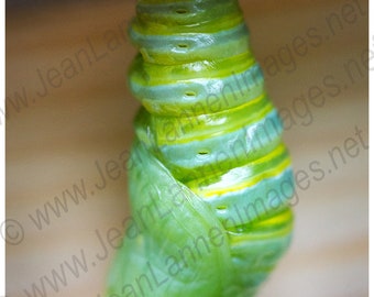 RARE! Monarch Chrysalis 11x14 Fine Art Photograph. I raised the Monarch Caterpillar from an egg I found on Milkweed in My Own Garden.