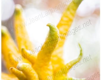 Buddha's Hand - 11x14 Fine Art Photograph of the spiritual citrus fruit. Fingers in Prayer reflect the Poetic ethereal with selective focus