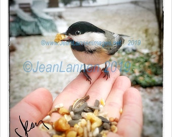 Fine Art Photograph 24 x 24 of Wild Chickadee in my hand eating seeds and walnuts. Lots of Detail and Archival Print by Jean Lannen Art