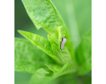 Tiny Monarch Caterpillar 11x14 Fine Art Photographic Print. Poetic Selective Focus. Caterpillar on green milkweed leaf from my garden.