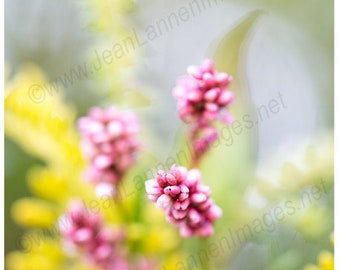 WildFlowers & Weeds 11x14 Fine Art Macro Photograph in Poetic Focus with Yellow and Pink Ethereal Glowing Light, Take a Walk In the Fields